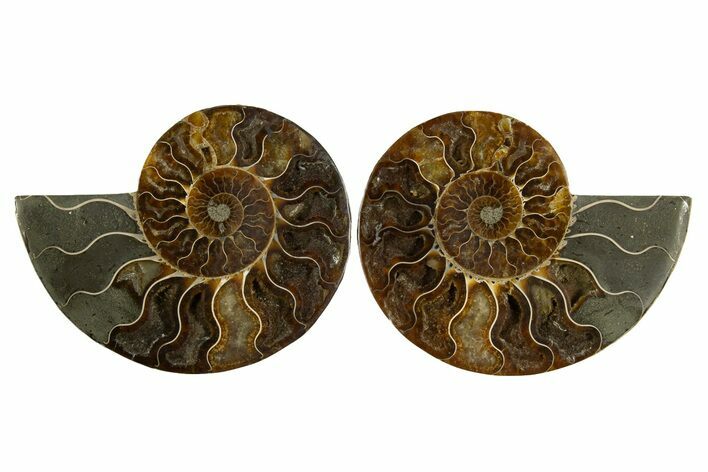 Cut & Polished, Agatized Ammonite Fossil - Madagascar #310609